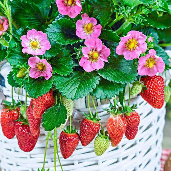 1. Zemenes (Fragaria ananassa) 'Gasana'